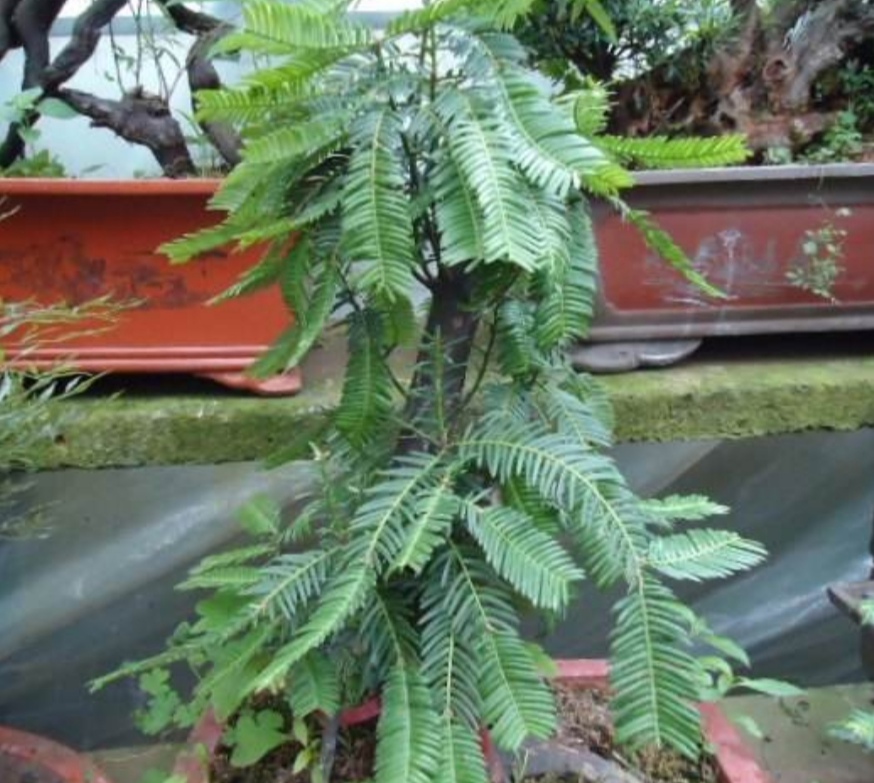 家里红豆杉一般栽几棵,红豆杉的室内种植方法