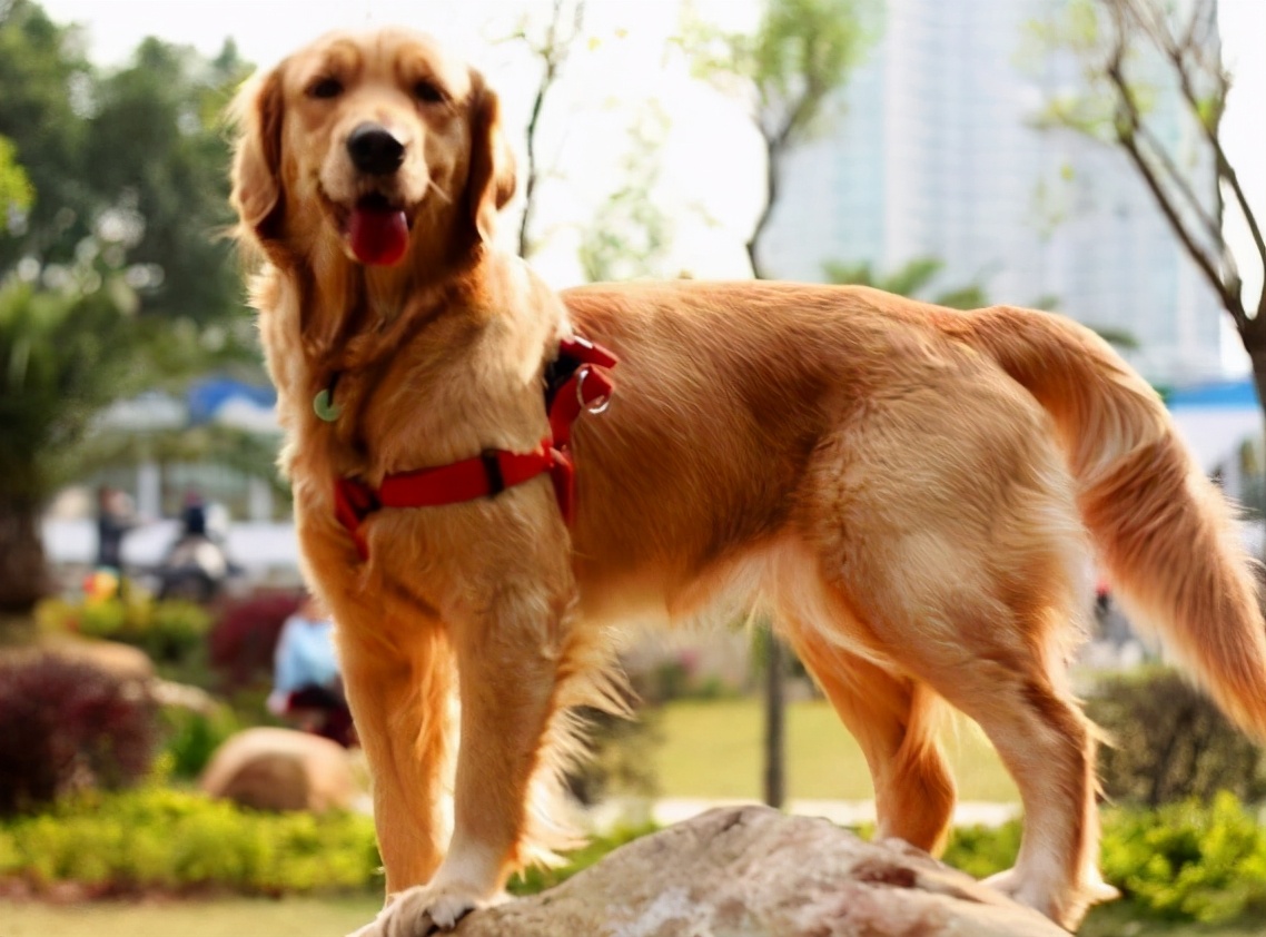 鎯冲吇閲戞瘺鐘吇鍏殑濂借繕鏄瘝鐨勫ソ,閲戞瘺鐘吇鍏殑杩樻槸姣嶇殑