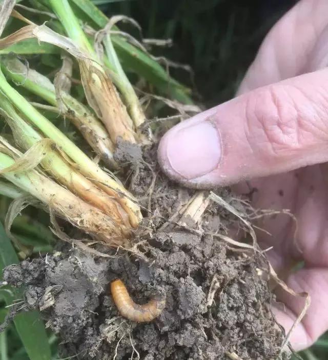 小麦缺肥发黄怎么办,小麦根发黄是什么病