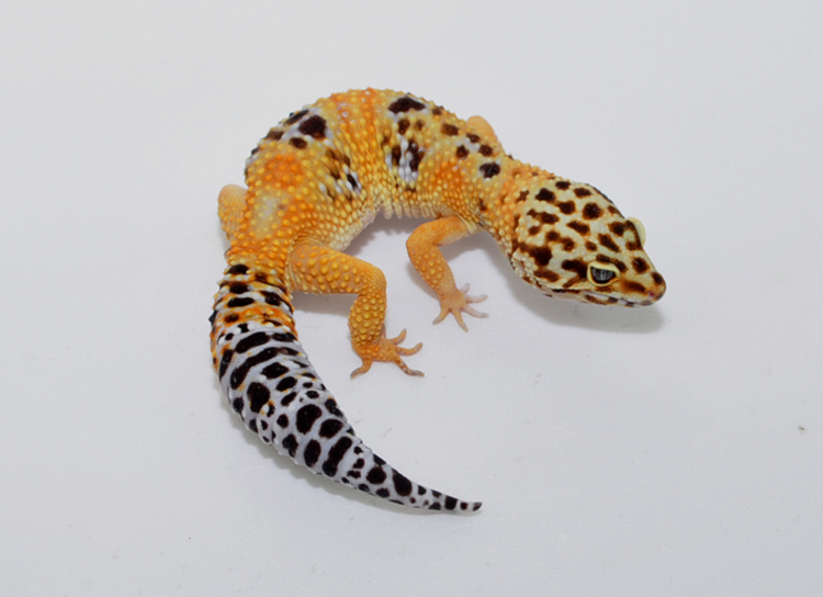 Eublepharismacularius豹纹守宫