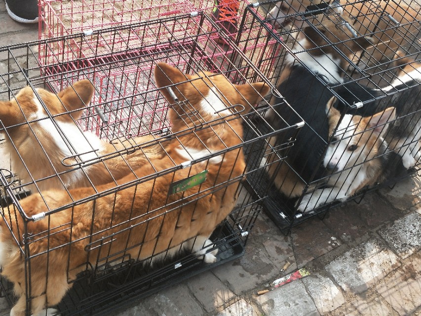 小伙去狗场抓德牧,开封狗市抓狗