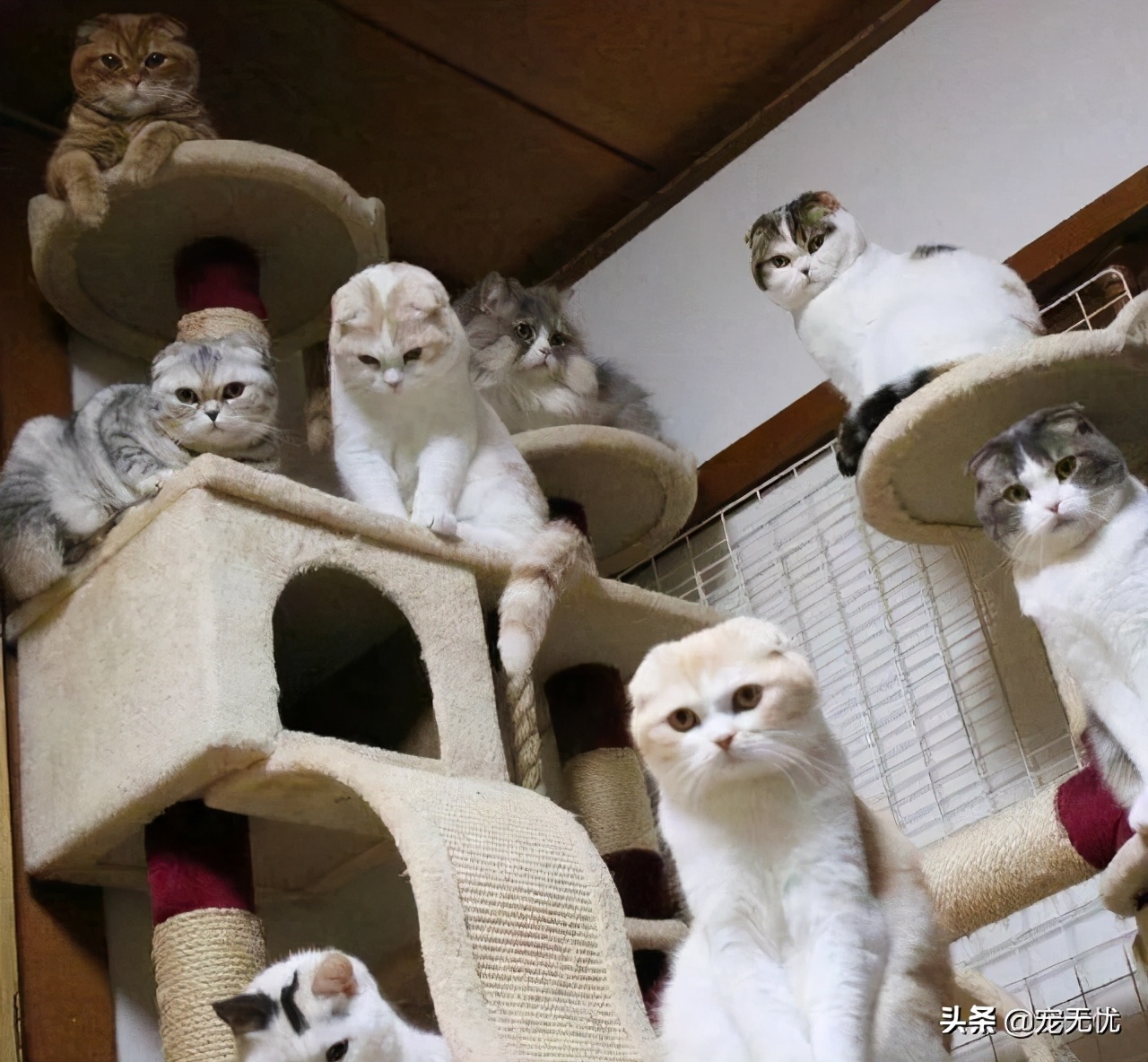 猫咪感染猫癣？不要急，这篇文章全部给你解决