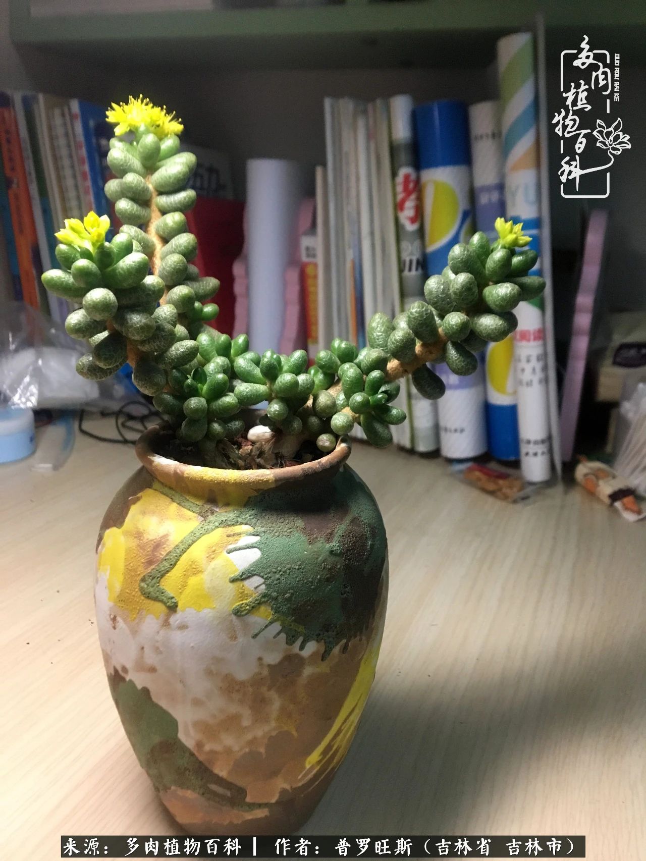 日日勤服侍，日日勤拂拭！服侍花儿，就是拂拭心灵