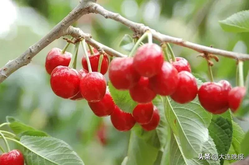 大连旅游必去景点路线推荐,大连最佳的旅游路线