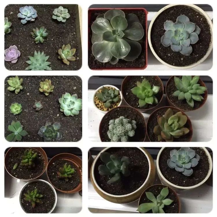 我和多肉,我与多肉