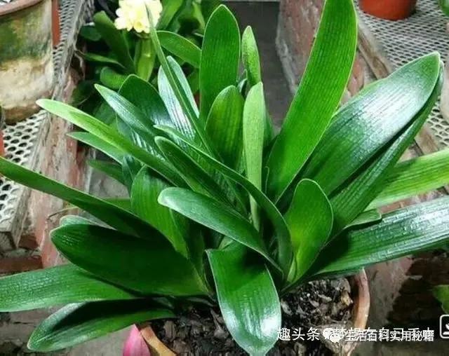 君子兰为什么会烂叶怎么处理,君子兰烂叶的原因和处理办法