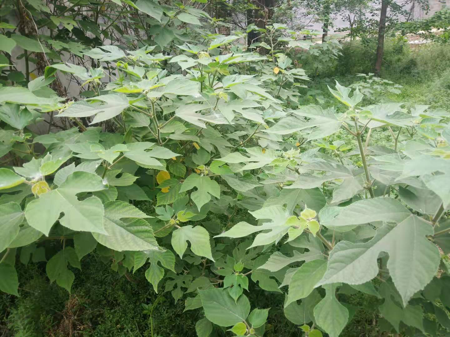 构树如何彻底去除不伤土,农村构树怎么消灭