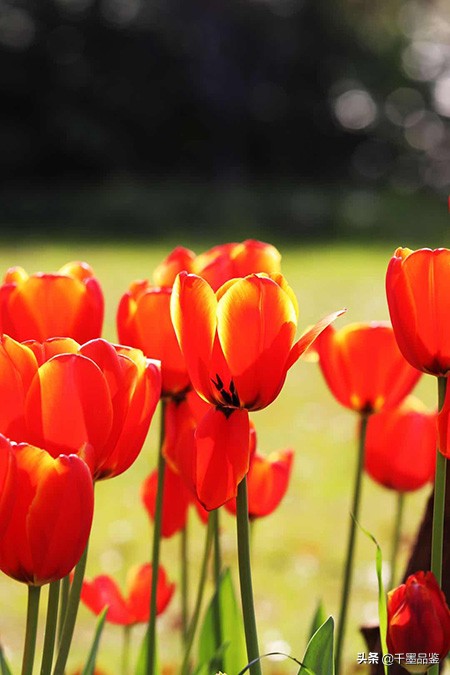 静物摄影作品欣赏郁金香,郁金香的摄影作品欣赏