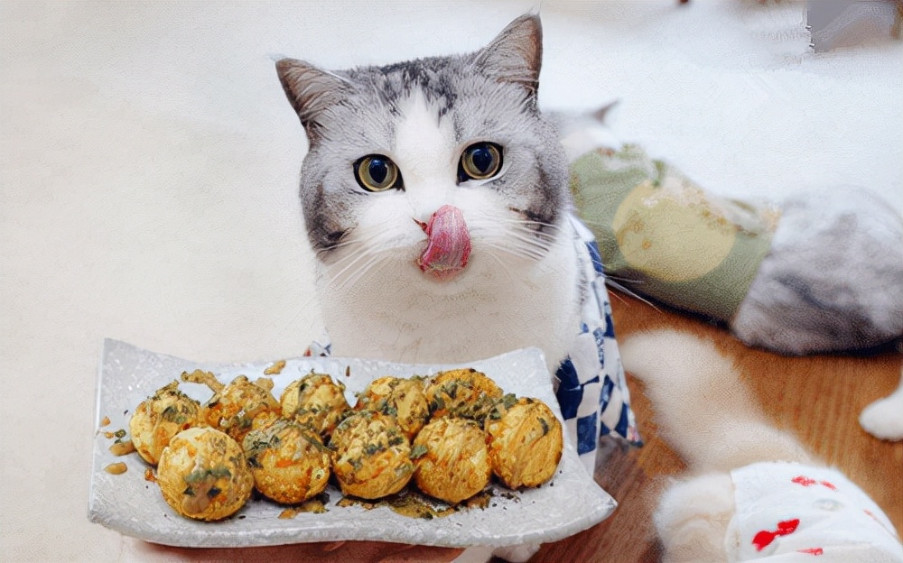 猫咪日记：猫咪伤口化脓了怎么处理