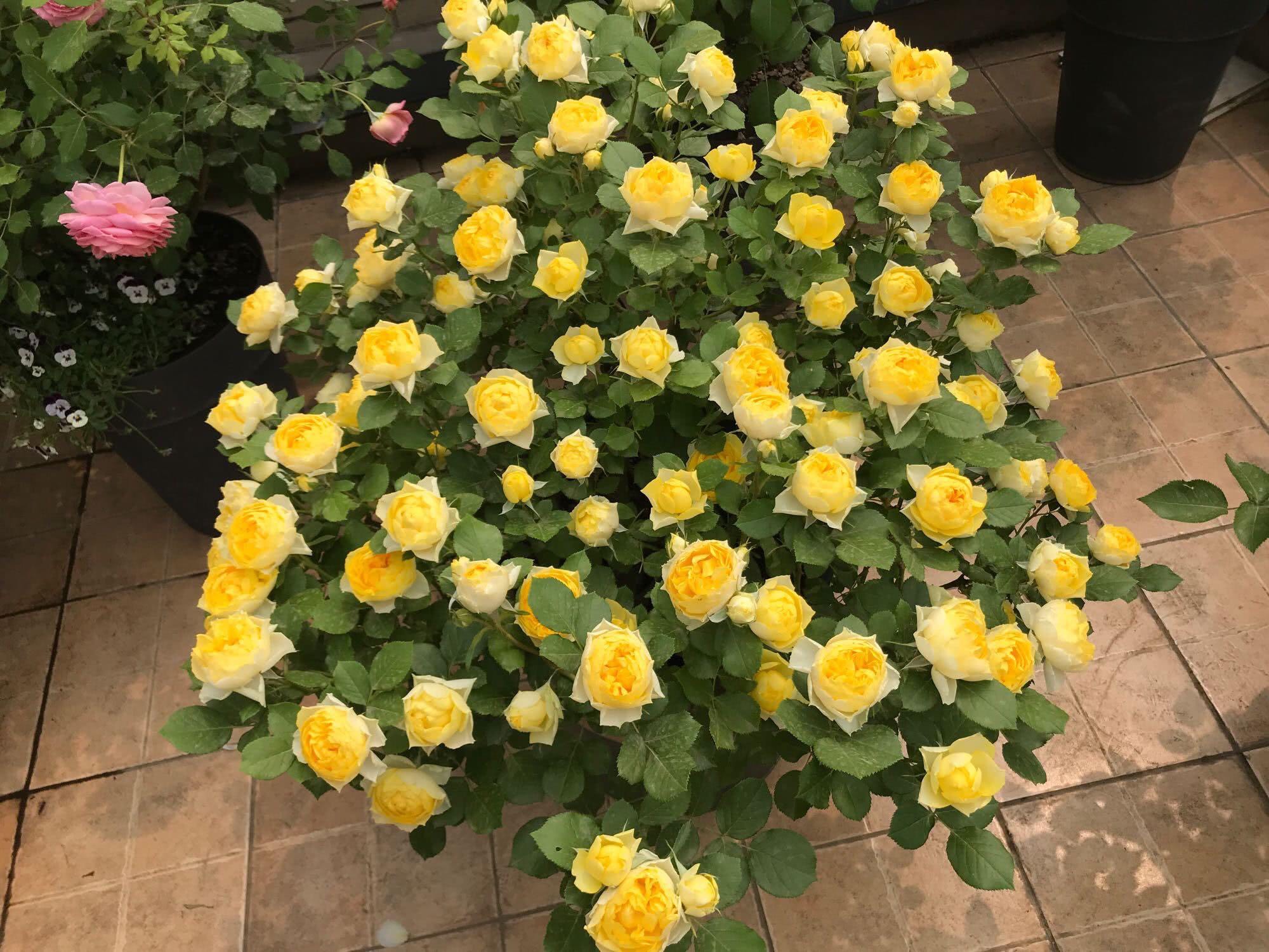 月季不长了怎么办,月季不长花苞如何修剪