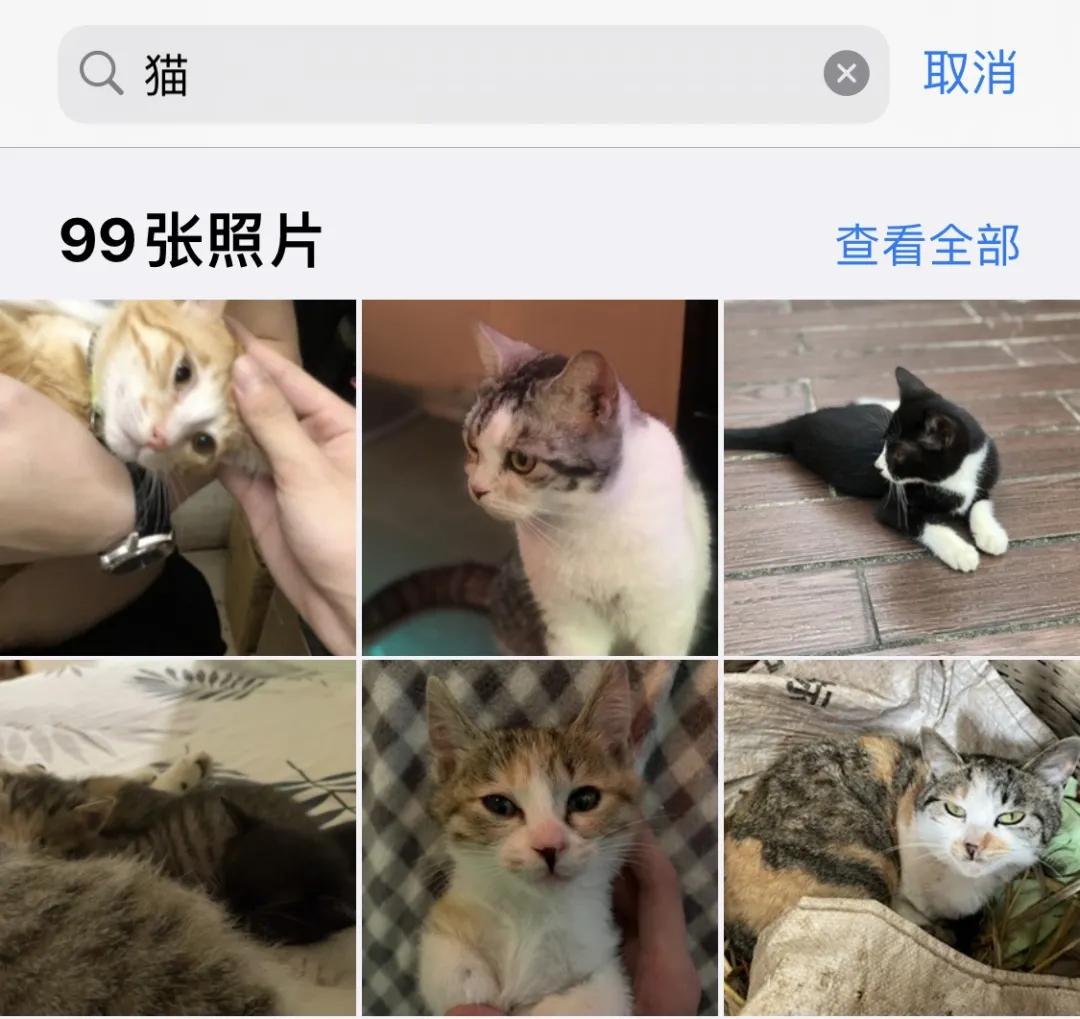 用了五年的iphone11,iphone相册总结