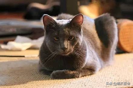 猫咪被蜜蜂蜇了症状怎么办,猫被蜜蜂蜇了怎么办