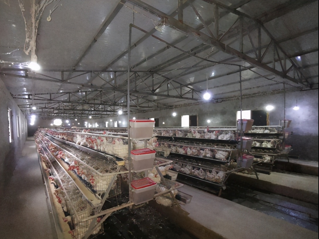 打造农业产业创新发展模式,现代农业产业融合发展项目