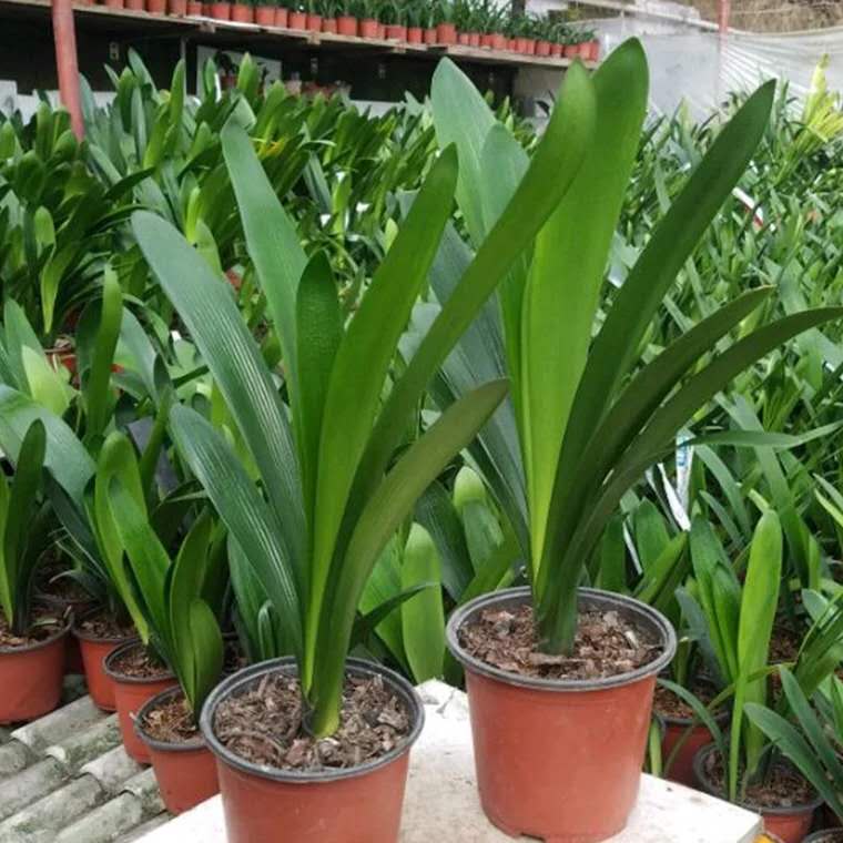 君子兰烂根怎么处理用多菌灵,君子兰烂根如何在家就能处理