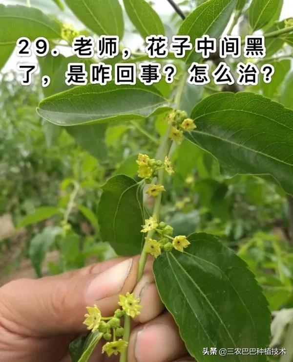 冷棚温度高对叶片的影响,冷棚冬枣叶子发黄和通风有关系吗