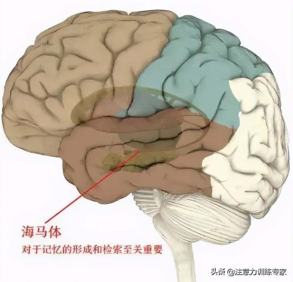孩子学习总没记性怎么办?2个方法培养孩子高效学习力