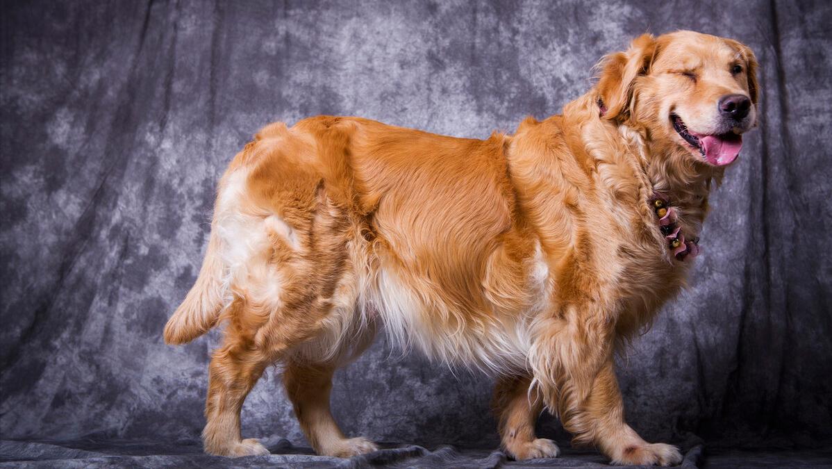 什么品种的狗狗适合有孩子家庭养,如何挑选适合自己的狗狗品种