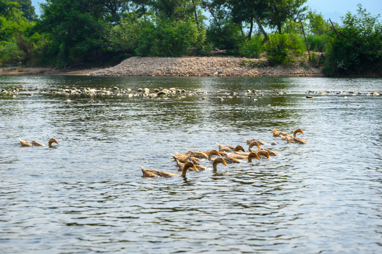 楠溪江漂流美景,楠溪江风景竹筏11月