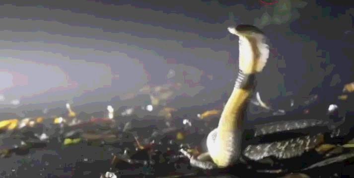 湖南七旬老人被毒蛇咬伤！抗蛇毒血清为什么这么少？