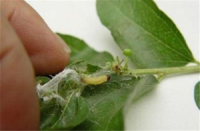 枣树的虫害防治,枣树坐果前打什么药预防虫害