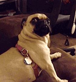 为什么外国人买菜都要抱着纸袋,为什么电视剧买菜都要买芹菜