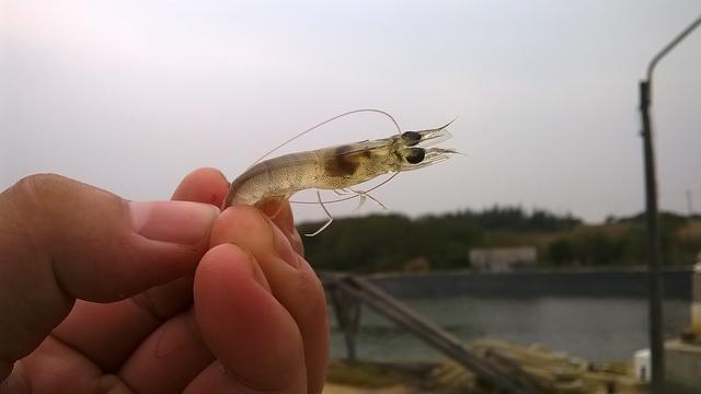 南美白对虾白便处理一例,南美白对虾白便的形成过程