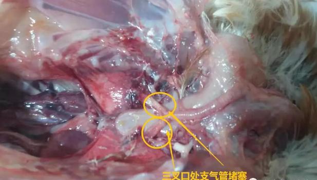 鸡支堵是不是不能灌药,鸡支气管堵有什么治疗方法