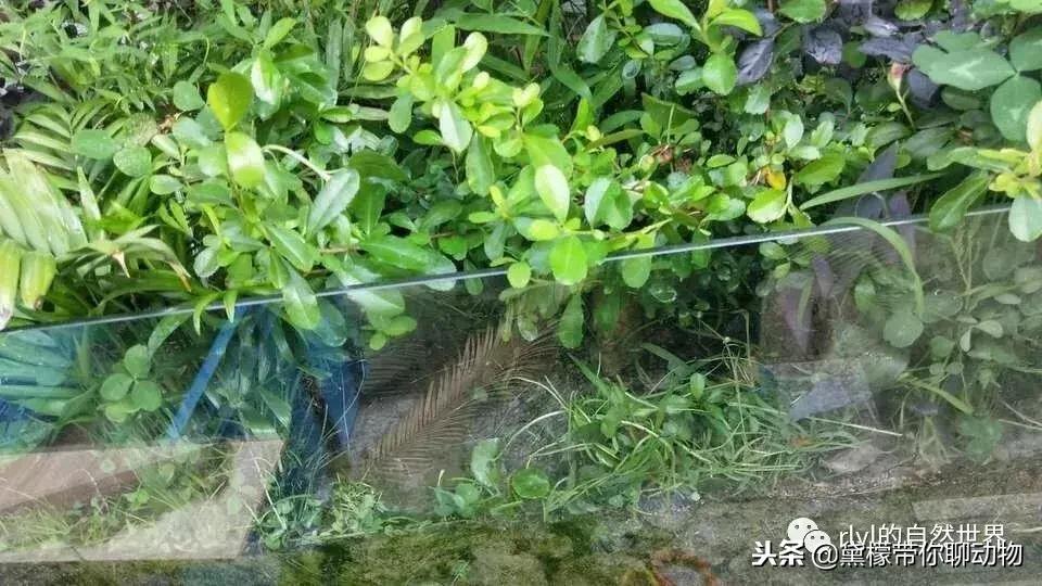 丛林造景黄缘龟池设计图大全,龟宝宝黄缘龟生态缸造景教程