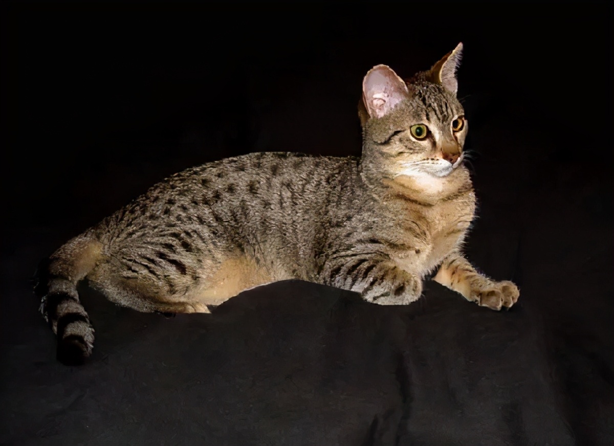 人类对猫的发展史,猫在人类发展历史的地位