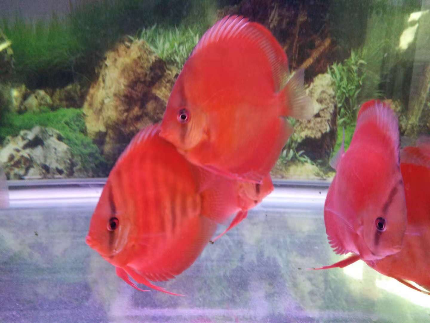 小缸有必要培养硝化细菌吗,开缸前怎么样能快速培养硝化细菌