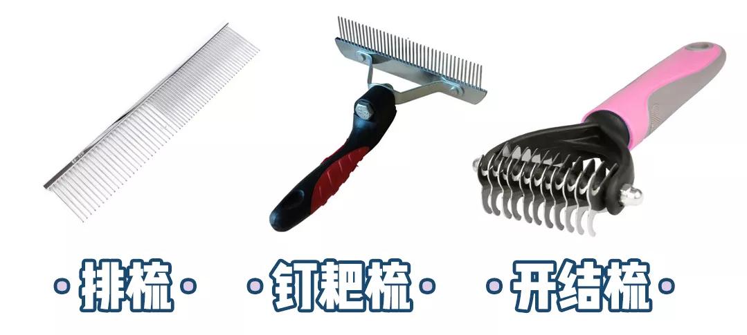 萌新应该养什么便宜宠物狗,萌新怎么入门宠物技能