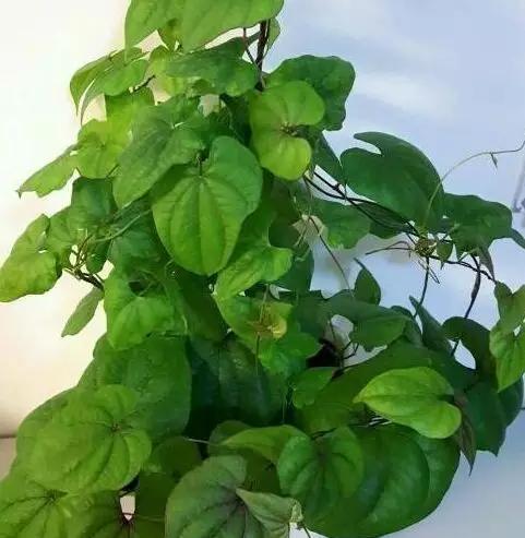 山药发出来的嫩芽能不能吃,山药长出的嫩芽能吃吗