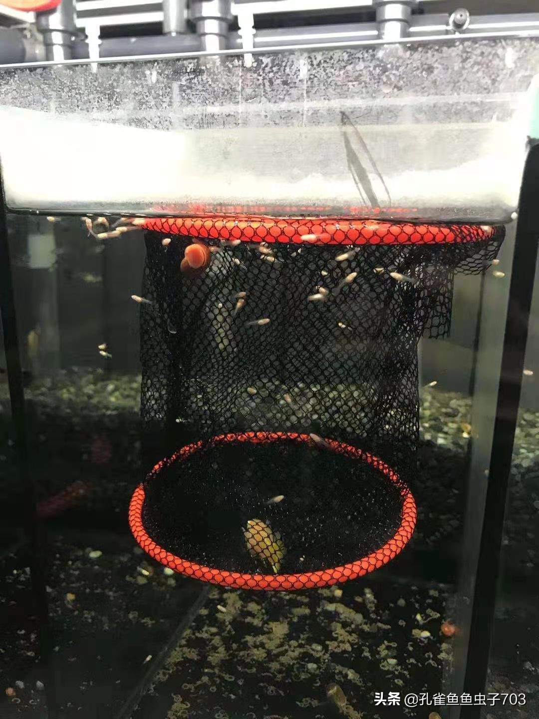 孔雀鱼都是怎么交配的？