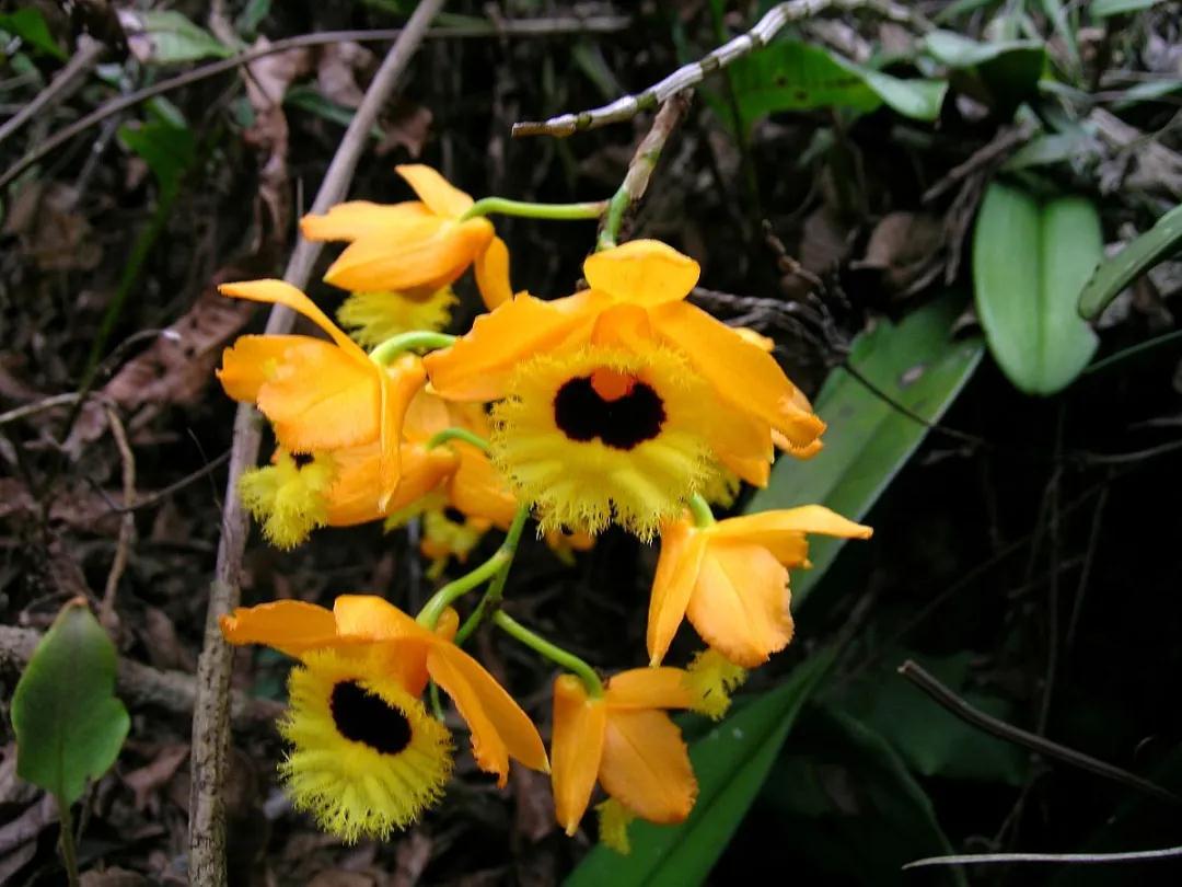 林草科普图片,林草科普