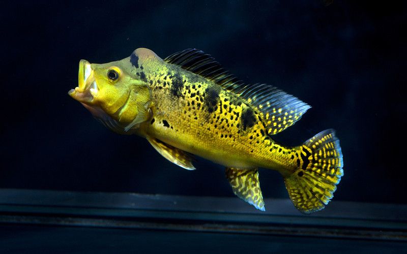 极具攻击性的观赏鱼有哪些,常见的攻击性强的观赏鱼