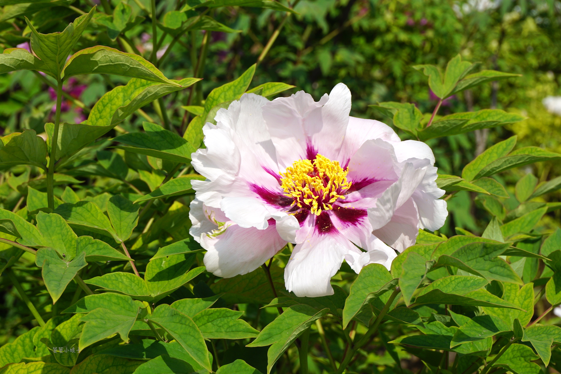 自驾游去洛阳看牡丹攻略,谁家牡丹甲天下