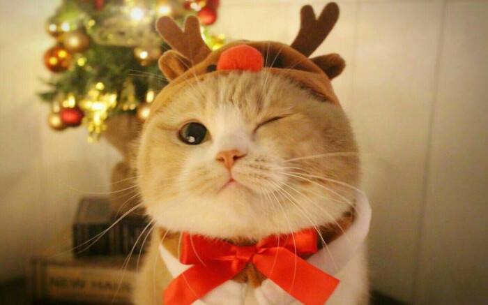 猫咪未来可期,猫咪统治人类的野心有多大