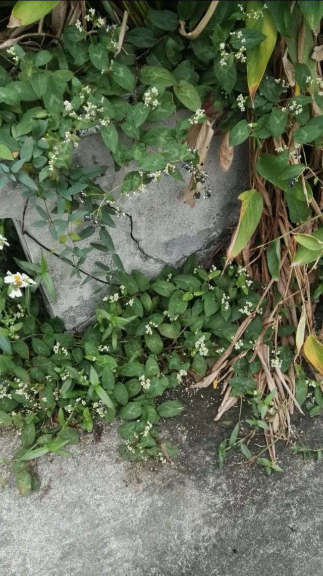 农村这种野果吃了20多年,农村这野果已不多见堪称泡酒佳品