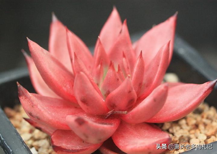 多肉黑王子哪个品种好,多肉黑王子该怎么养呢