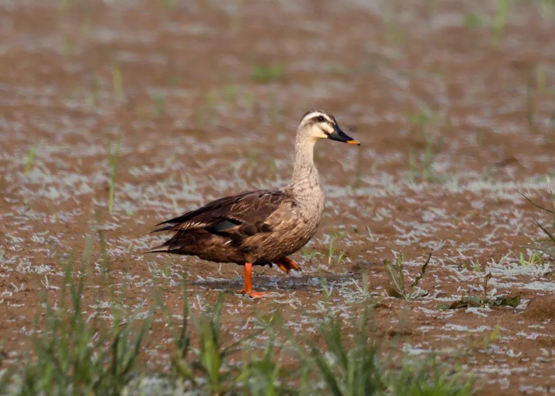 涂上黄色的“润唇膏”,TA就是野鸭中最靓的仔