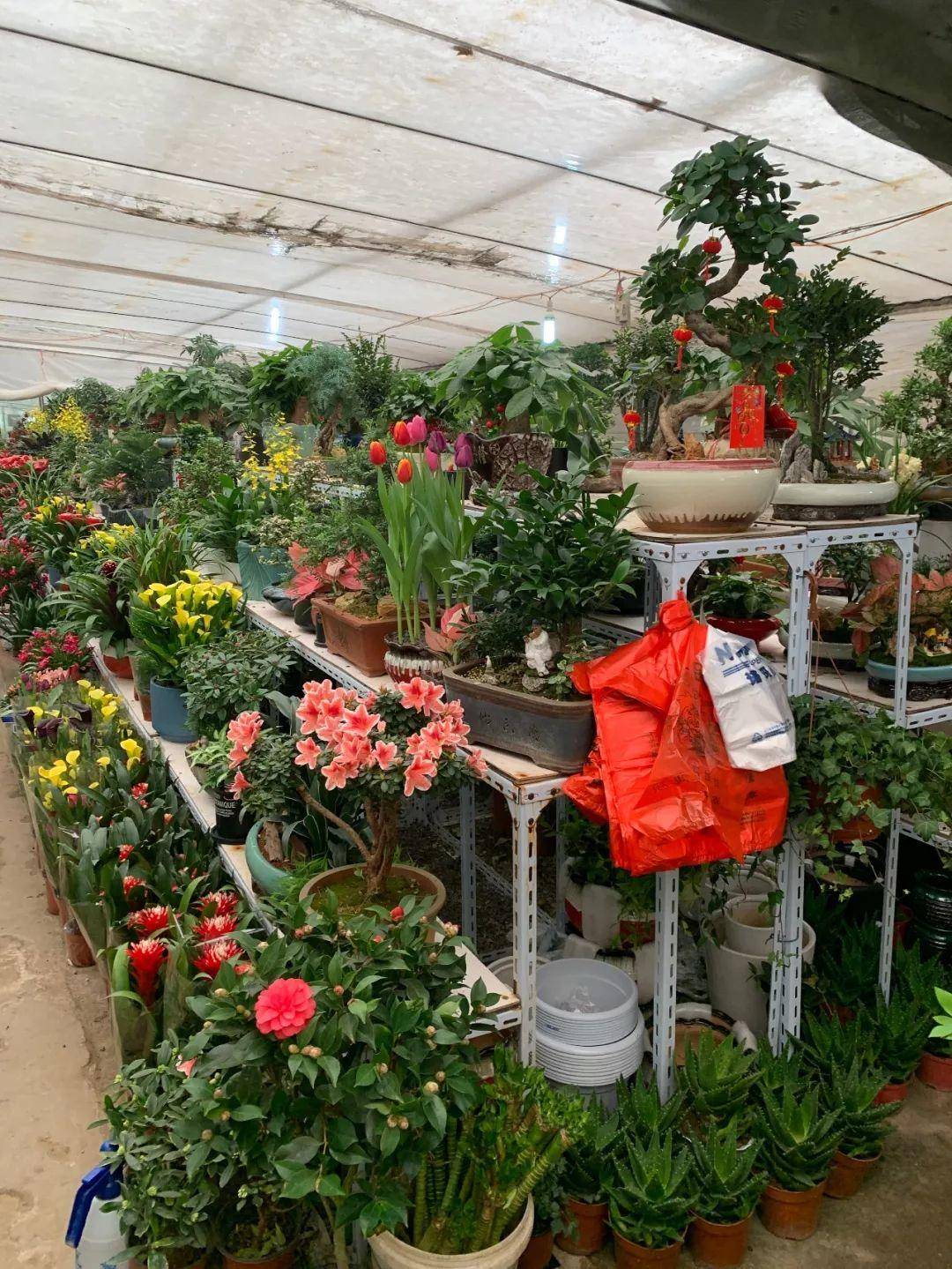 南京十大花鸟批发市场,南京最全的花卉市场