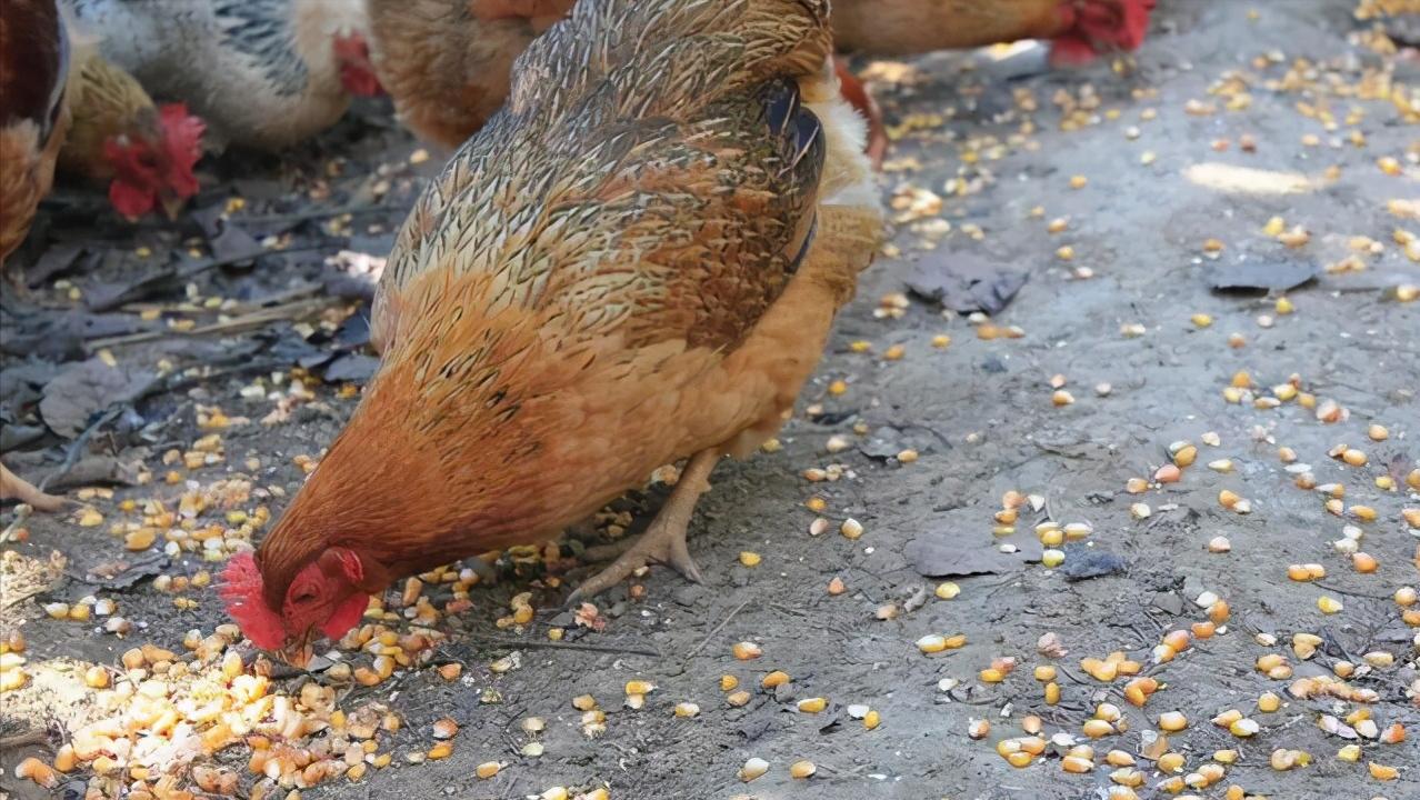 散养家禽蛋类营养高，咏江山助农增收有渠道