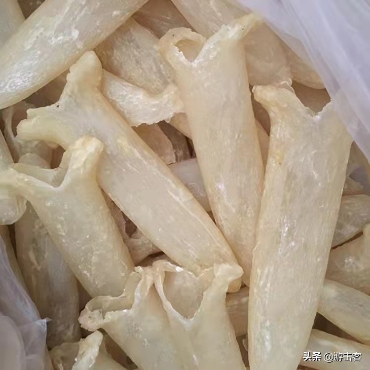 假鱼胶有腥味吗,假鱼胶的骗局