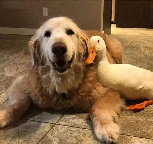 被大鹅欺负的金毛,金毛老是被鸭子欺负