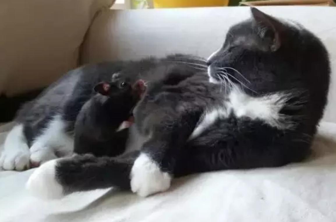 仓鼠捡到一只猫竟把它当儿子养,仓鼠捡到一只被遗弃的小奶猫