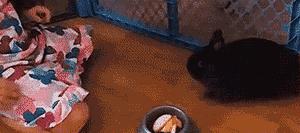 幽默gif动图搞笑,搞笑gif段子帅不过三秒没毛病