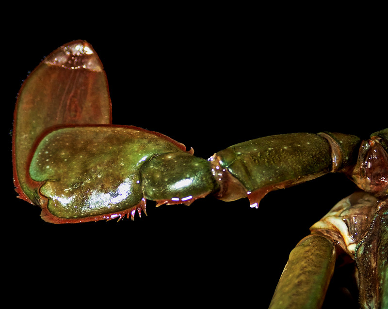 肉蟹膏蟹黄油蟹是同一个品种吗,三门青蟹是肉蟹还是膏蟹