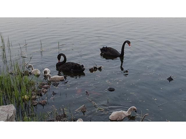 抖音防抖拍摄设备,抖音专用摄像机推荐