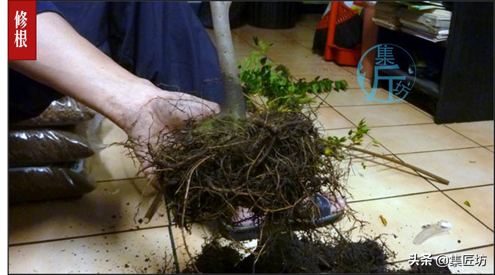 盆景初学入门技巧教程,初学盆景入门基础图解