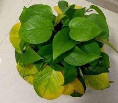 水培绿萝叶子发黄快速补救方法,水培绿萝盆里加什么能让绿萝变绿
